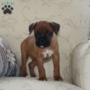 Tesla, Boxer Puppy